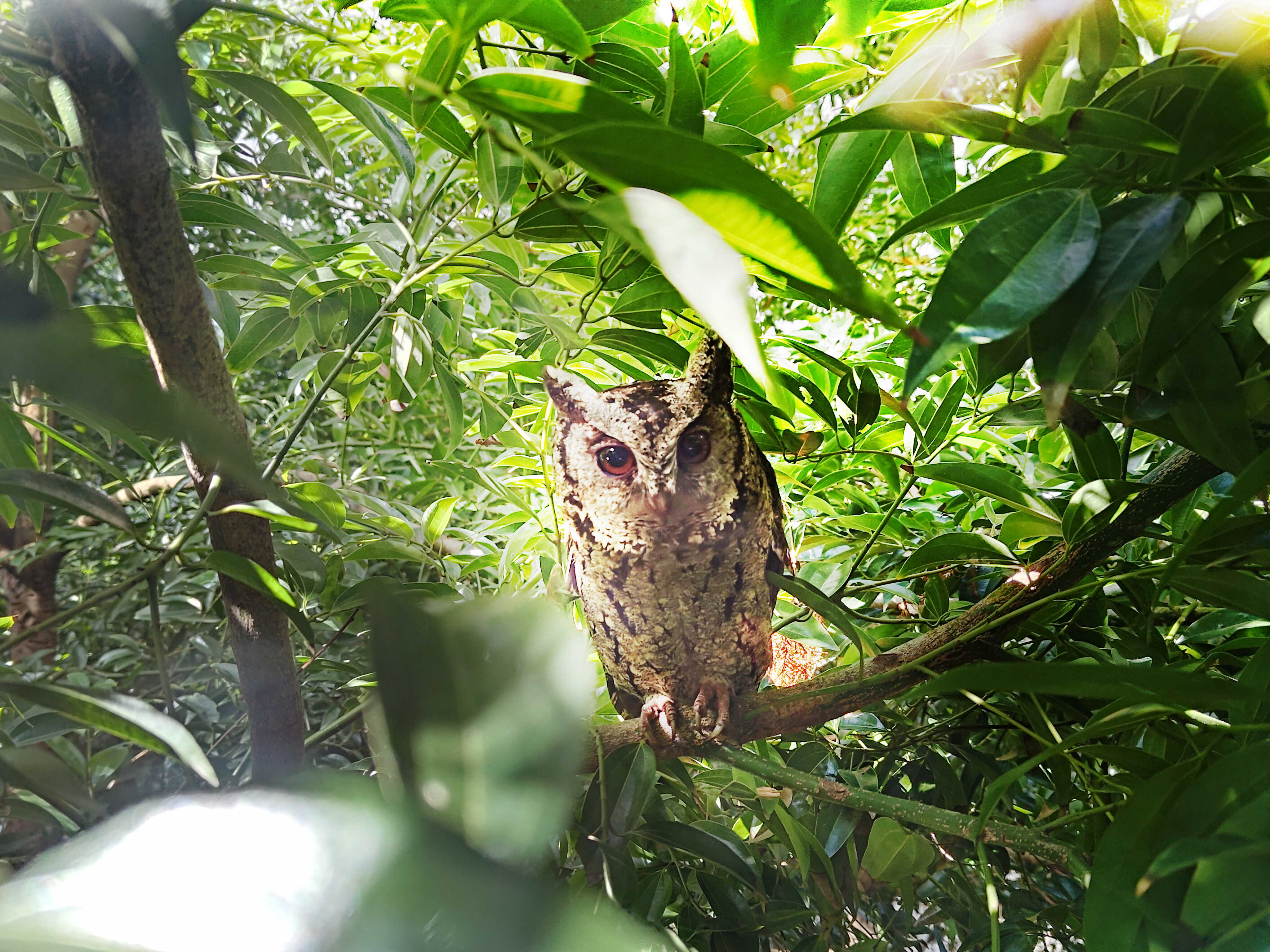 熊猫体育致力提倡净零绿生活，16年以来在全球各厂区植树逾百万棵，造就各厂区树木蔚然成林，犹如森林工厂，成为许多生物的栖息地